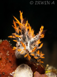 Dendronotidae ( Spikey Dendronotus )
Padang, Indonesia.
... by Irwin Ang 